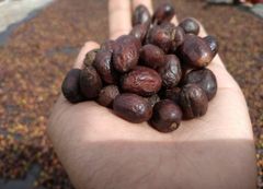Premium Gayo Arabica Wine-Strong - Image 3