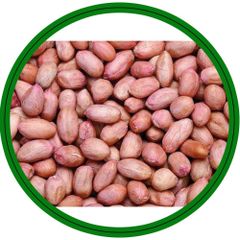 High quality Raw Bold peanuts 40/50 Nature 100% Organic Raw Peanuts Groundnut Healthy Export from India - Image 2