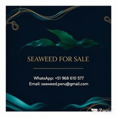 Macrocystis Dried seaweed Brown from peru - Image 10