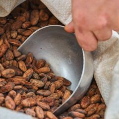 Fresh Quality Cocoa Beans For Chocolate Manufacturing Natural Taste Rich Aroma And Consistent Supply - Image 1