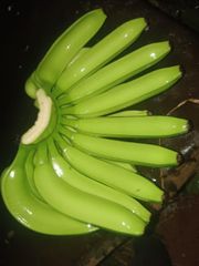 Cavendish Banana (G9) – product photo 1, product detail gallery