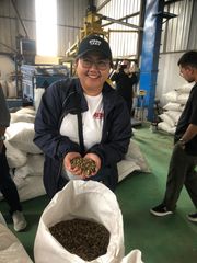 Grade AA Arabica Lintong green coffee beans - for export - Image 2