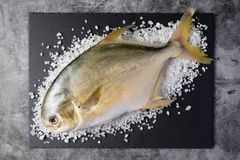 Golden pompano - Image 1