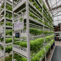 Nft Hydroponics System Designed for Fast Growing Asian Leafy Vegetable Crops - Image 4