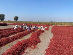 Dried Red Chilli - Image 2