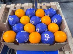 FRESH MIDKNIGHT VALENCIA ORANGE FOR SALE!! CLASS 1 EXPORT QUALITY MIDKNIGHT VALENCIA ORANGES FOR EXPORT – product photo 3, product detail gallery