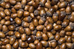 Premium Acorns Fresh Whole Seeds Natural Forest Harvest Rich In Fiber And Nutrients Traditional Food Ingredient Ideal For Animal Feed Craft And Processing Use Buy Now Fast Delivery Premium Quality Wholesale - Image 5