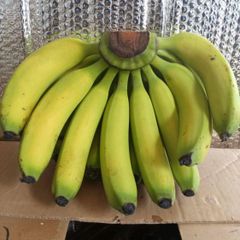 Fresh Premium Banana –  Indonesian Fresh Banana, Grade Premium, Yellow Banana, Green Banana, FOB - Image 1