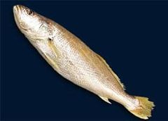 fishFROZEN TIGERTOOTH CROAKER – WHOLE – product photo 2, product detail gallery