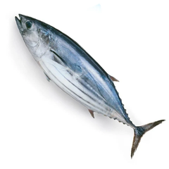 FROZEN TUNA Shelf Life 2 YEARS Packaging RUNNING PACK Packing Method Running Weight Pricing Options Nwnc, Nwfc, Fwnc, Fwfc - Image 2