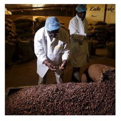 Cocoa Bean High Quality Raw Cocoa Bean Ghana Organic Cacao Bean price - Image 1