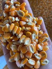Maize – product photo 1, product detail gallery