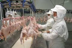 Sadia Frozen chicken - Image 1
