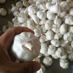 China High Quality Garlic for Wholesale - Image 3