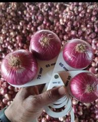Fresh Onion – product photo 3, product detail gallery