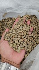 Robusta coffee bean - Image 1
