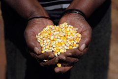 Corn - Image 3
