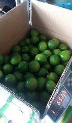 Fresh Seedless LongAN / Fresh Seedless Watermelon Vietnam Grade A Type LIME Color Green Style Fresh Weight (kg) 12 Brand Name - Image 4
