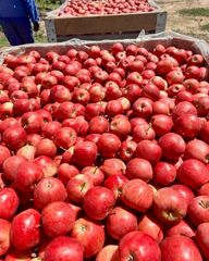 FRESH ROYAL BEAUT APPLES FOR SALE!! CLASS 1 EXPORT QUALITY ROYAL BEAUT APPLES FOR EXPORT – product photo 4, product detail gallery