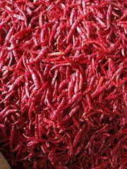 Red Chilli - Teja S17 Material Raw Shelf Life 12 months Place of Origin INDIA Max. Moisture (%) Below 12% Brand Name JRR - Image 3