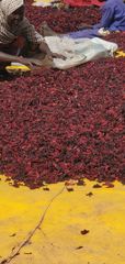 Hibiscus - Image 2
