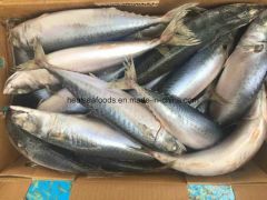 Frozen Blue Mackerel Fish/Chub Mackerel Style Whole Origin China Model NO. 022 Processing BQF HS Code 03035400 Trademark - Image 5