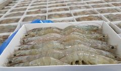 Frozen HOSO  ( Head On Shell On )   Vannamei Shrimp, Raw Frozen Seafood, Premium Quality Shrimp for Wholesale, Bulk Supp – product photo 2, product detail gallery