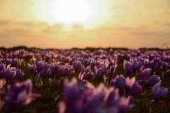 Iranian Saffron Super Negin Grade 1 - Image 5