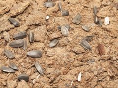 High Protein Sunflower Meal for Animal feed - Image 3