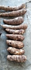 Fresh Taro Root - Image 2