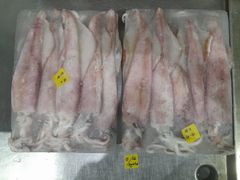 Squid loligo - Image 3