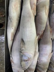 Grey Mullet Size 1 Kg Color Grey Origin Mauritania - Image 1