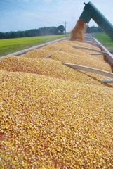 Non GMO Yellow Corn Maize - Image 4
