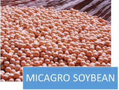 Soybean, Milho, Millet, Barley - Image 3