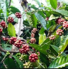 JAva Robusta Coffee – product photo 2, product detail gallery