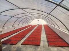 Whole Dried Red Chilli - Image 1