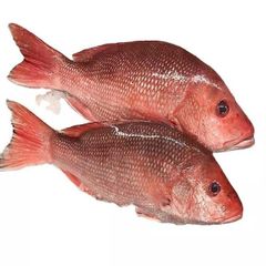 Frozen top quality Black / Red seabream fish sea bream fish individual frozen. - Image 4