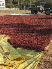 Red Chilli Powder,Red Chilli Raw - Image 2