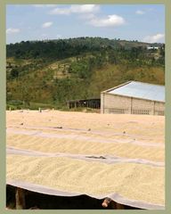 Burundi Arabica Green Coffee - Image 5