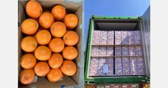 Fresh Navel Orange from Chile - Image 2