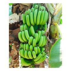 Most selling Premium Quality Fresh Bananas from Indian Supplier Buy Now at Affordable Price – product photo 6, product detail gallery
