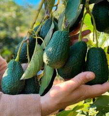 Hass Avocado  - Image 2