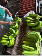 Fresh Green Banana - Image 4