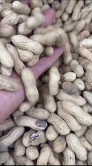 Food & Beverage - Fresh Peanuts - Image 1
