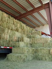 High-Quality Dried Alfalfa Hay for Horse Feed and Animal Protein - Image 3