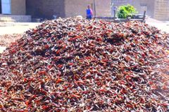 Freshdi Premium Ethiopian Dried Red Hot Chili Pepper - Authentic Whole Capsicum Spices - Image 3