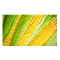 Fresh Corn Sweet Yellow Corn on Cob Wholesale Bulk Supplier Premium Quality - Image 4