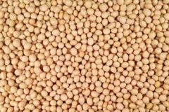 Soybean - Image 1