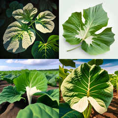 Taro Leave – product photo 1, product detail gallery