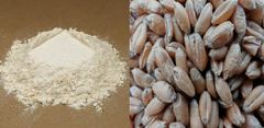 Flour from Wheat - Image 1